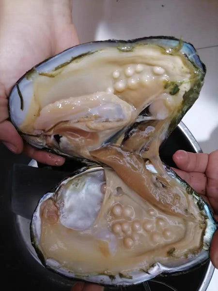 【Live】[M] Monster Oyster Farmed Pearls( Regular oysters，there are 20-30pcs pearls)
